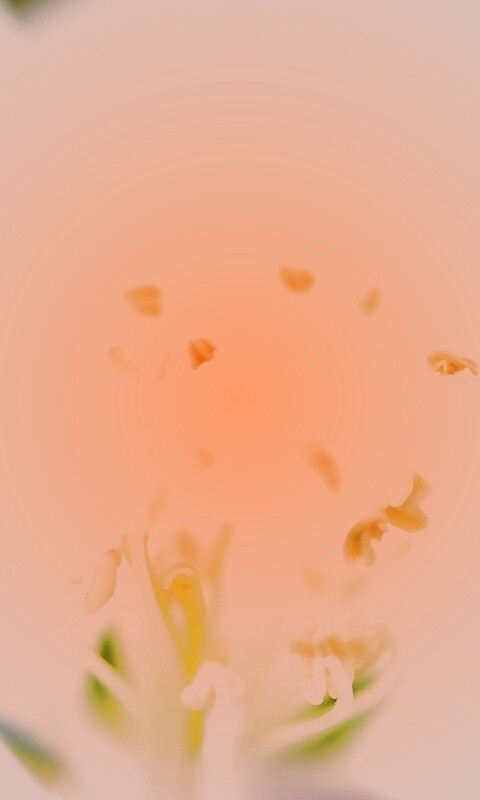 Желтые тычинки обои