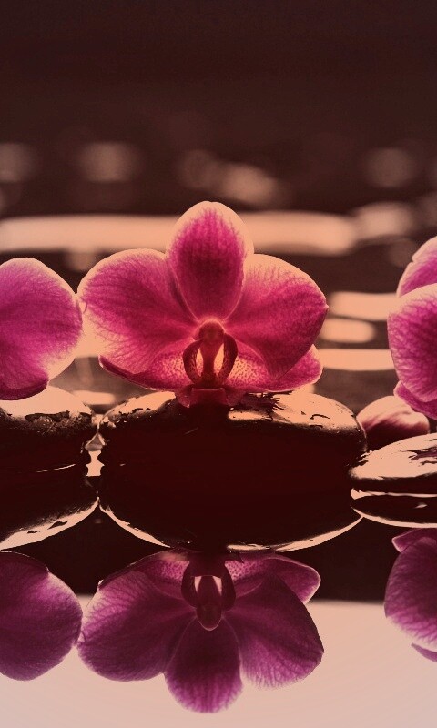 Орхидеи на камнях обои