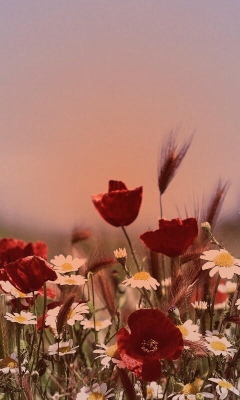 Цветы в поле обои