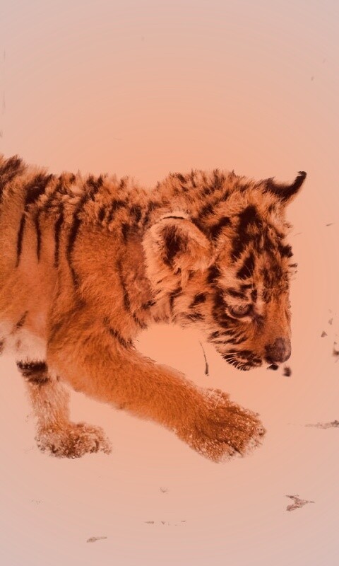 Тигренок на снегу обои