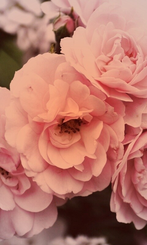 Розовые цветы обои