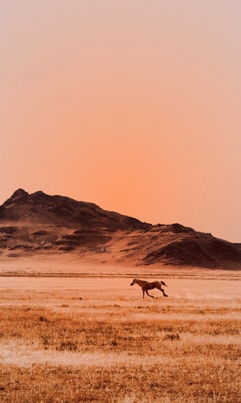 Мустанг в прериях обои