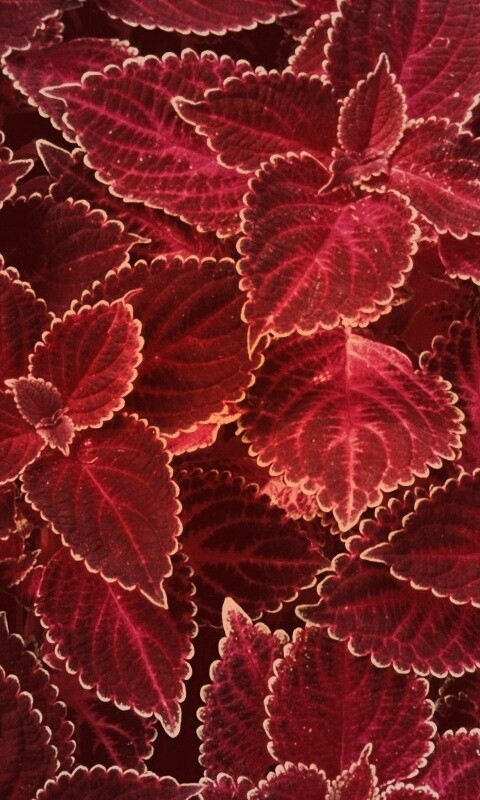 Красные листья обои