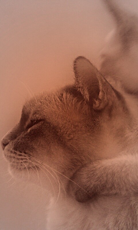 Котёнок обнимает маму обои