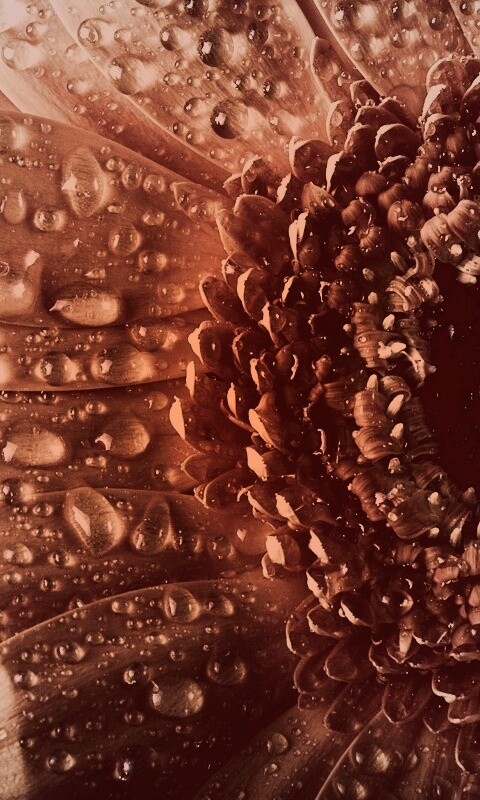 Капли на лепестках гербера обои