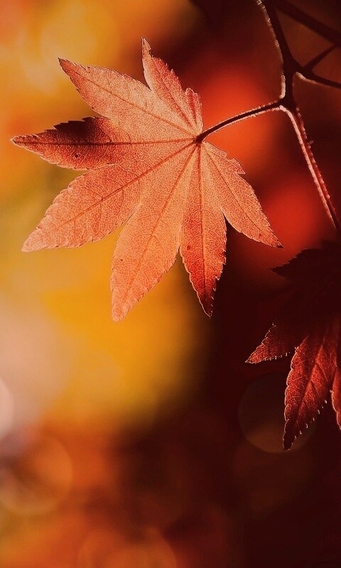 Осенние листья обои