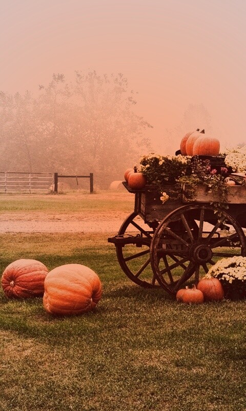 Урожай тыков обои