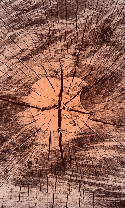 Логотип Apple на бревне обои