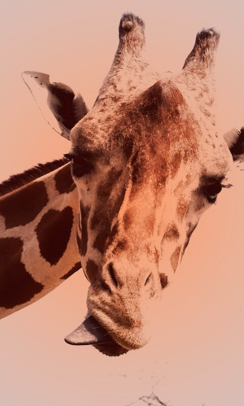 Жираф показывает язык обои