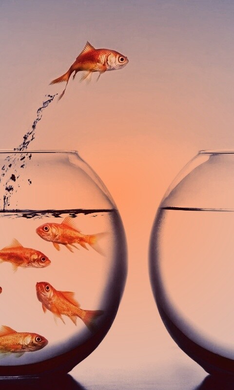 Побег рыбки обои