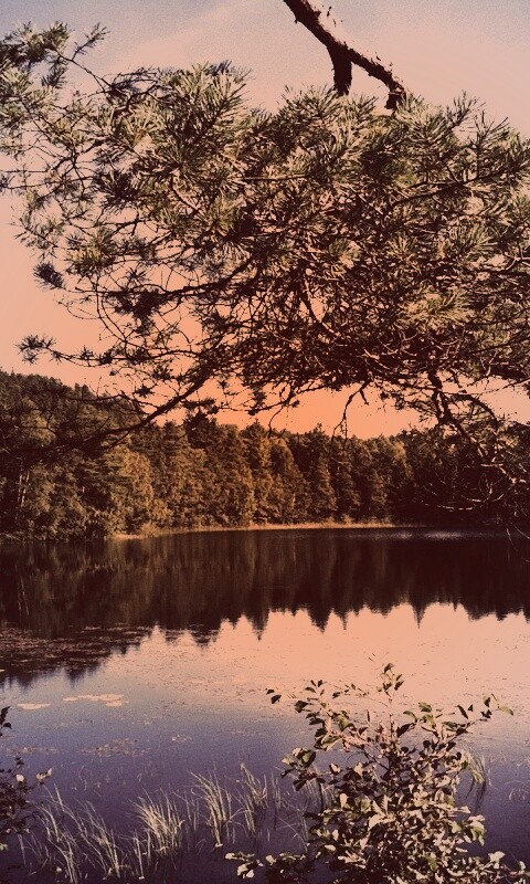 Ветка сосны над озером обои