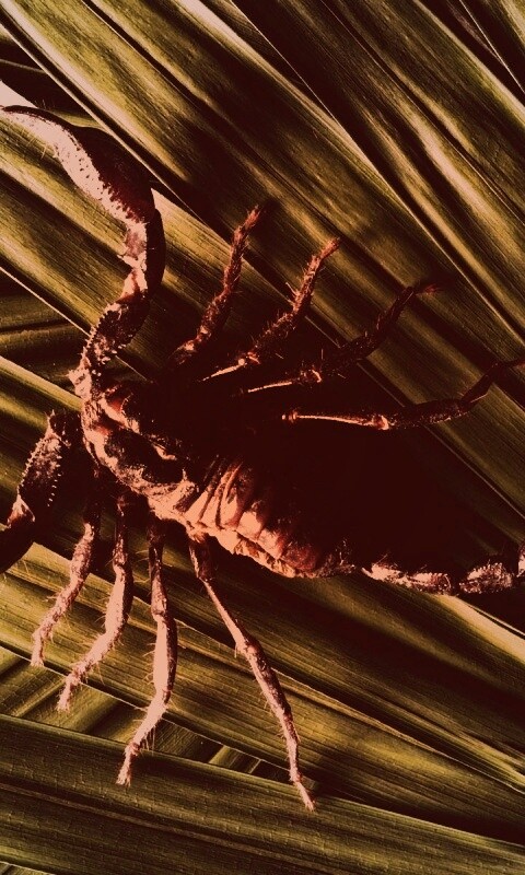 Скорпион на траве обои