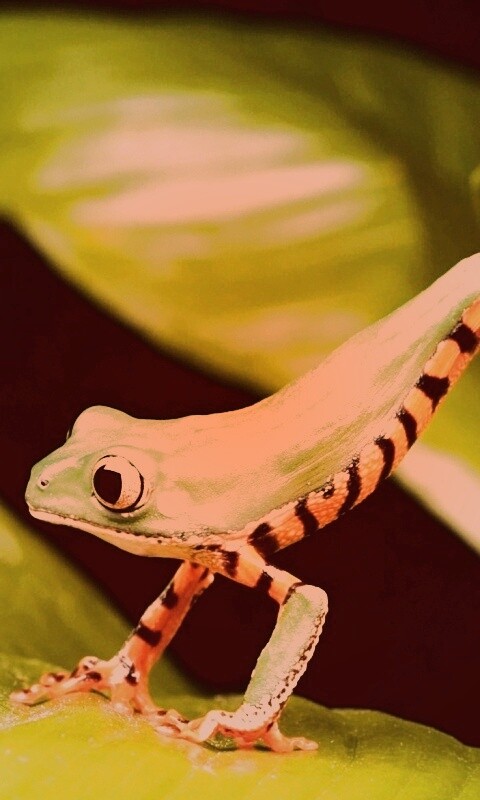 Лягушка переползает с листа на лист обои