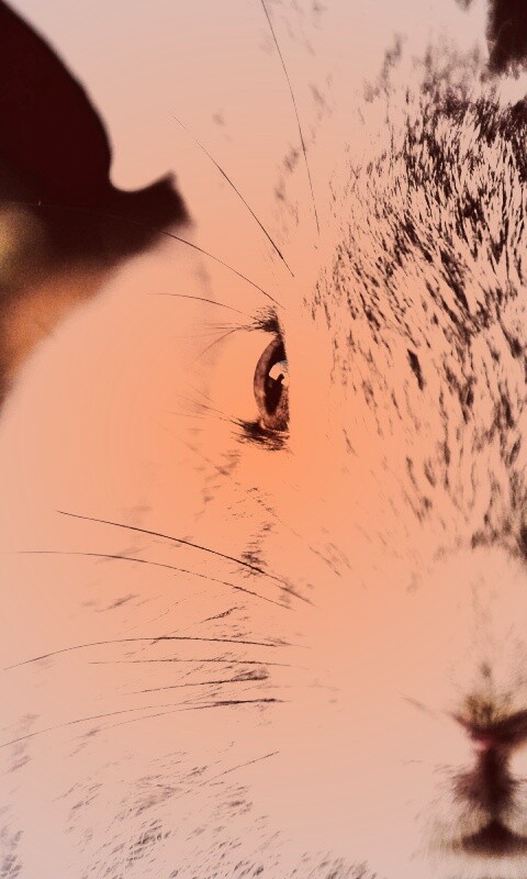 Пухлый кролик обои