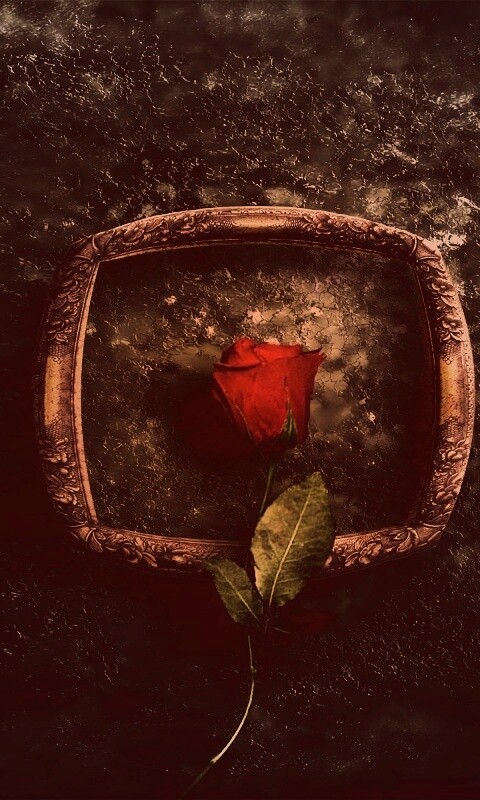 Роза на картинной раме обои