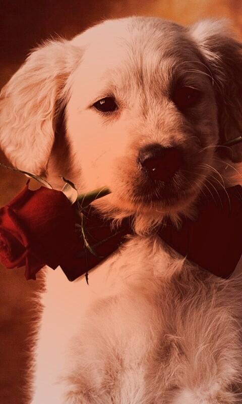 Щенок с розой в зубах обои