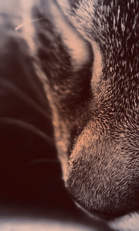 Мордочка кота обои