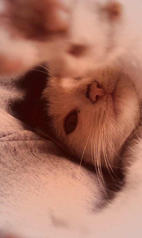 Кот фоткает сам себя обои