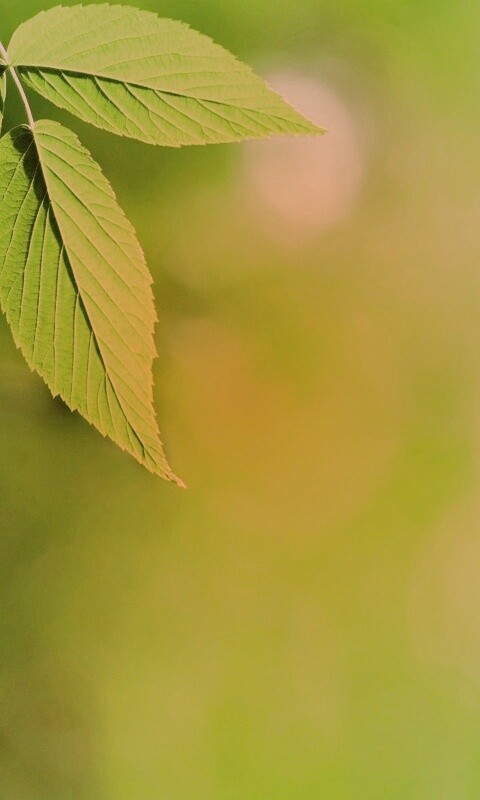 Два листа обои