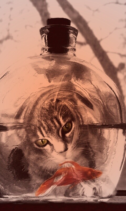 Кот наблюдает за рыбкой в бутылке обои