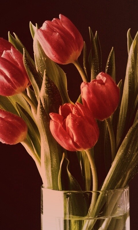 Букет тюльпанов обои