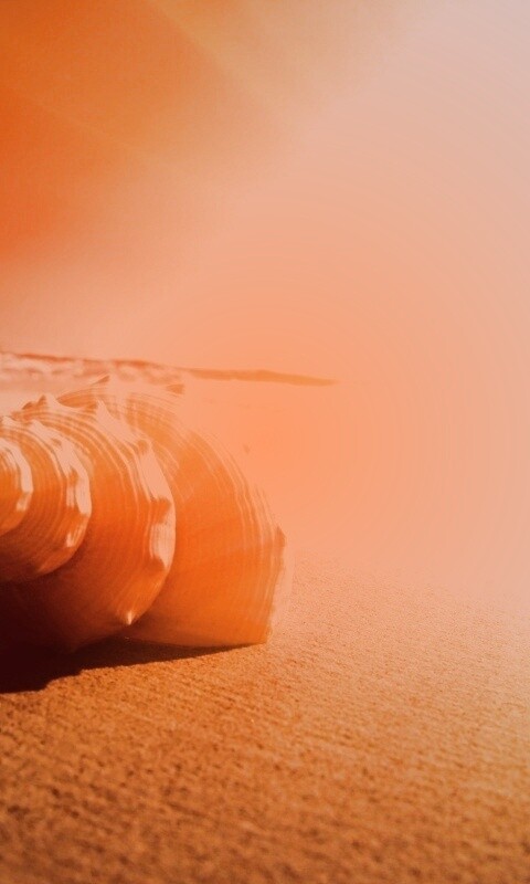 Золотистая ракушка обои