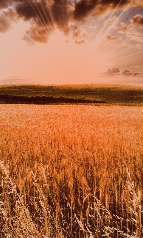 Восход над пшеничным полем обои