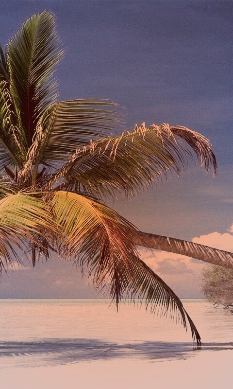 Пальма над водой обои