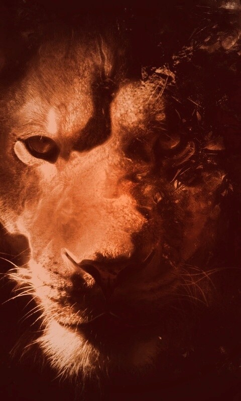 Фас льва обои