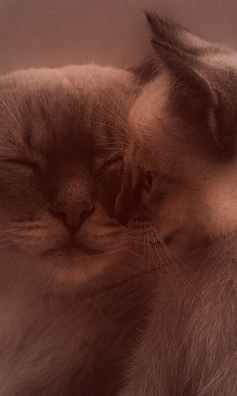 Кошка с котенком обои