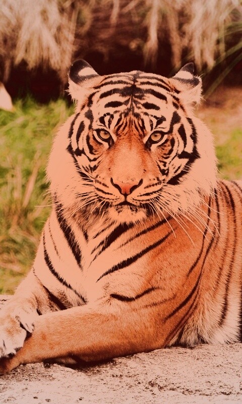 Тигр отдыхает обои