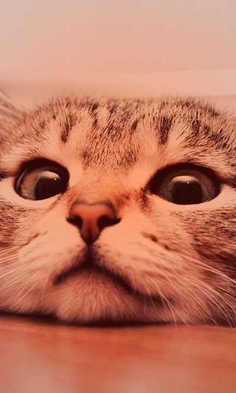 Любопытный котейка обои