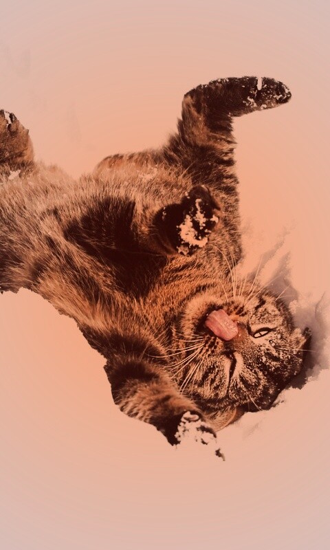 Кот валяется в снегу обои