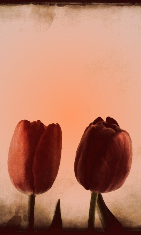 Нарисованные цветы обои