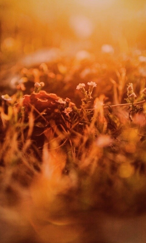 Полевые цветы в закатном солнце обои