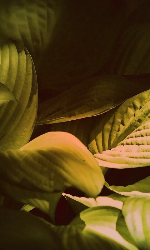 Хитросплетение зеленых листьев обои