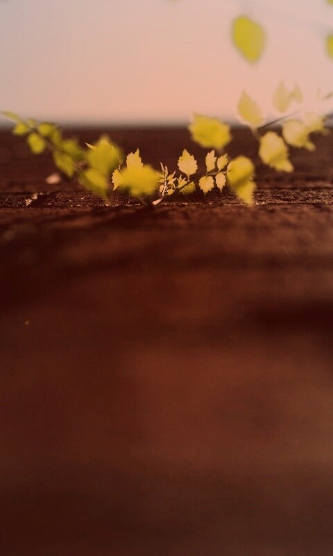 Зеленые ростки в стене обои