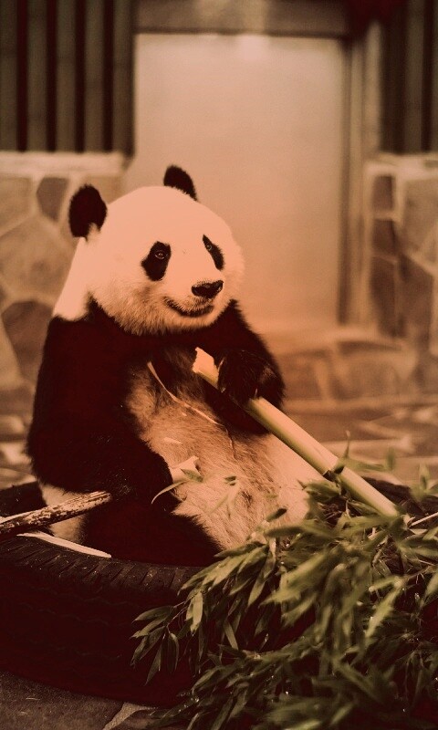 Панда точит бамбук обои