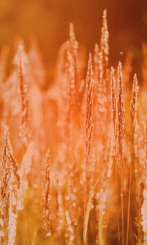 Рожь обои