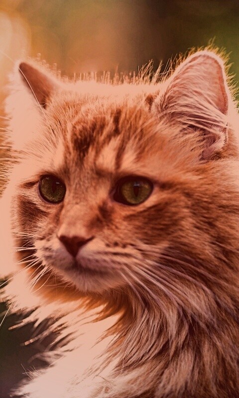 Рыжий кот в лучах солнца обои