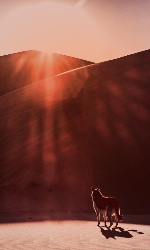 Одинокий волк обои