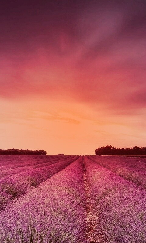 Поле фиолетовых цветов на закате обои