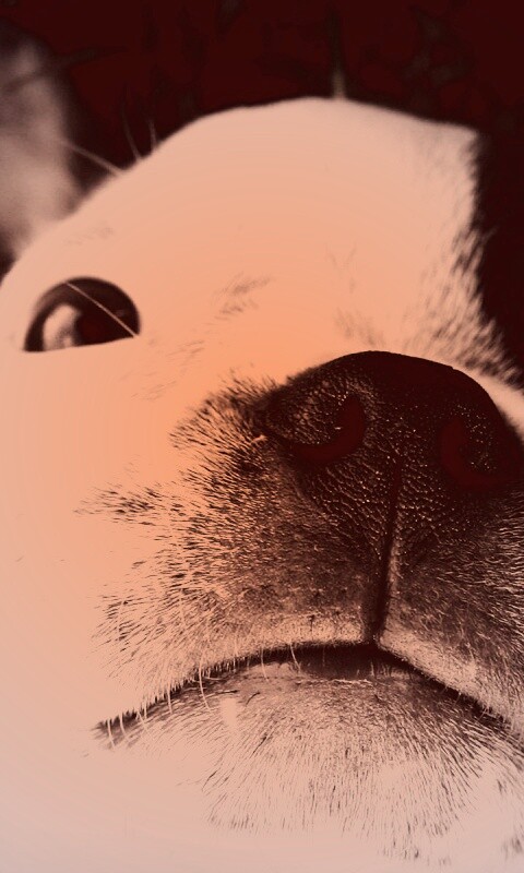 Бостонский терьер обои