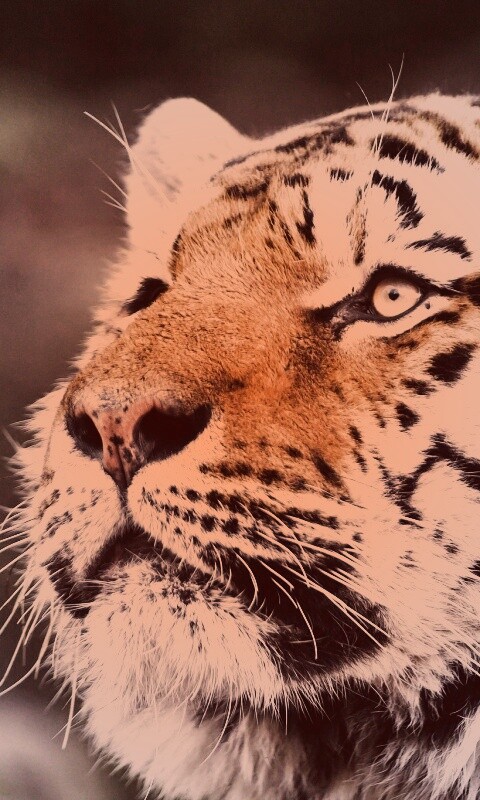 Амурский тигр обои