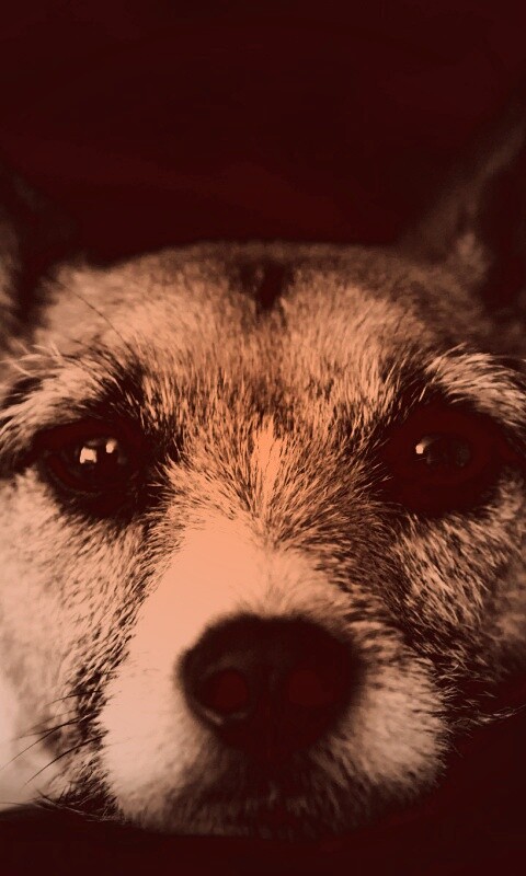 Собачий взгляд обои