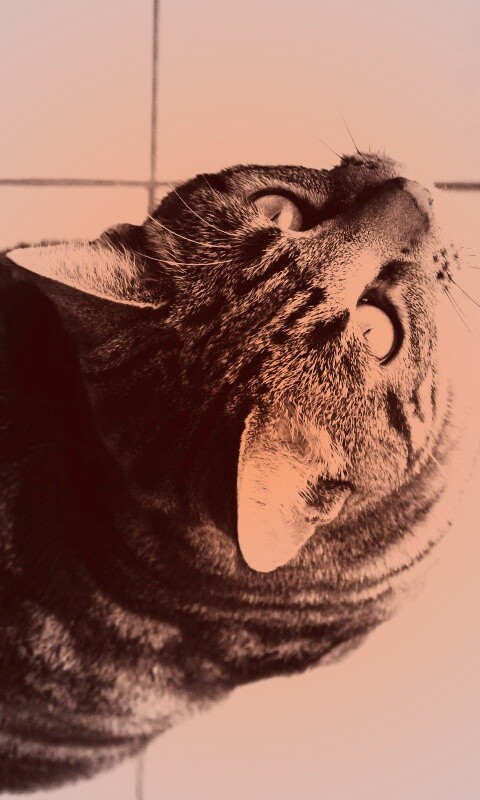 Черно-белый кот обои