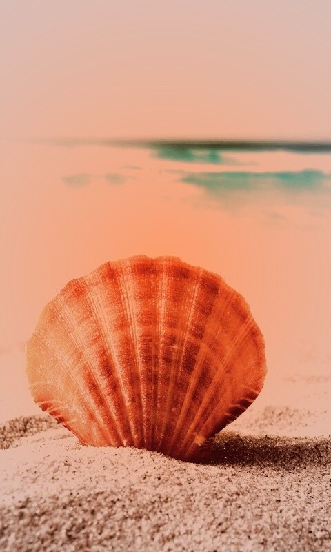 Раковина на летнем бережке обои