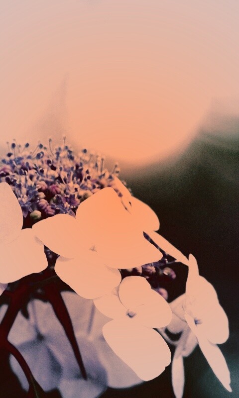 Гортензия обои