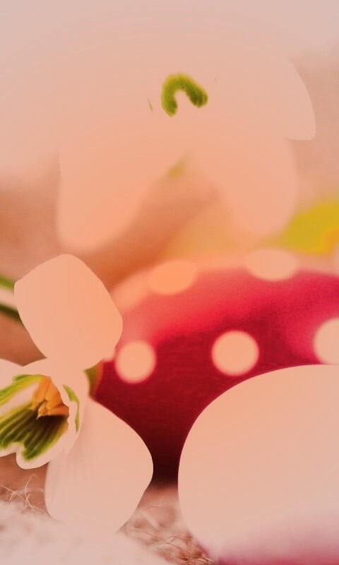 Белый цветок и яйца обои