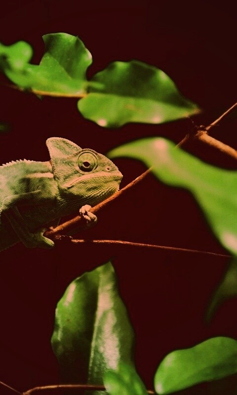 Хамелеон в листве обои